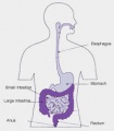 gi_tract_120